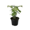 Planta singonio
