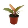 Planta philodendron orange