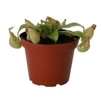 Planta carnívora