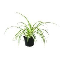Planta clorophito