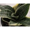 Planta sansevieria hahnii