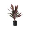 Planta drácena roja