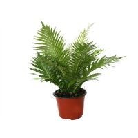 Planta helecho silver lady