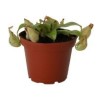 Planta carnívora