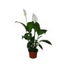 Planta cuna de Moisés