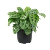 Planta sapito