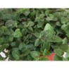 Planta orégano
