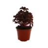 Planta amaranto