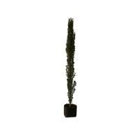 Planta cipres b06