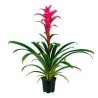 Bromelia 6''