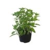 Planta hierbabuena