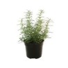 Planta romero