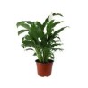 Planta cuna de Moisés