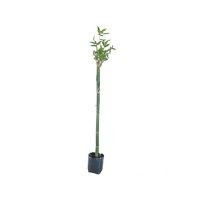 Planta bambu africano b08