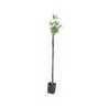 Planta bambu africano b08