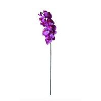 Orquídea  morada