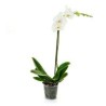 Orquídea Phalaenopsis 5¿¿