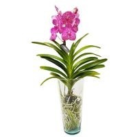 Orquídea Vanda Con Florero 7.4¿¿
