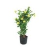 PLANTA MANDEVILLA 7"