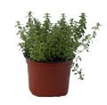 PLANTA TOMILLO 4 PG VERDE FLORAMUNDO