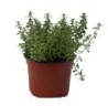 PLANTA TOMILLO 4 PG VERDE FLORAMUNDO