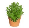 PLANTA ALBAHACA 4"