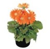 PLANTA GERBERA 6"