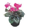 PLANTA CYCLAMEN 6"