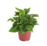 PLANTA TELEFONO 6"
