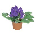 PLANTA VIOLETA 4"""