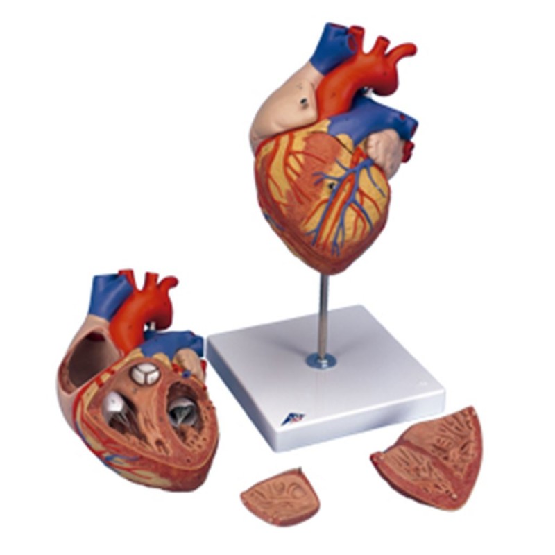 CORAZON MEDIANO
