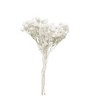 ÁRBOLES BLANCO 2-4 CM