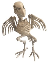 Parrot skeleton
