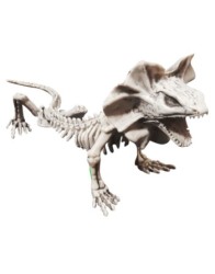 Lizard skeleton