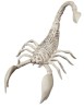 Scorpion skeleton