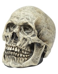 Skull Human