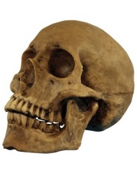Resin Cranium
