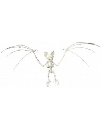Esqueleto de murciélago