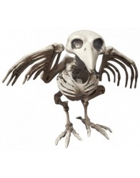 Esqueleto de cuervo