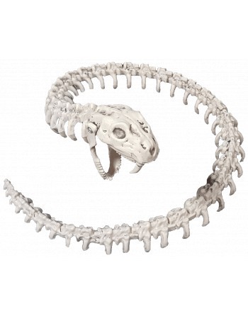 Esqueleto de serpiente