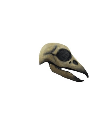 Raven skull