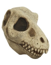 T Rex skull