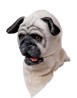 Pug moving mouth