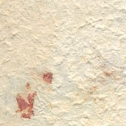 AMATE