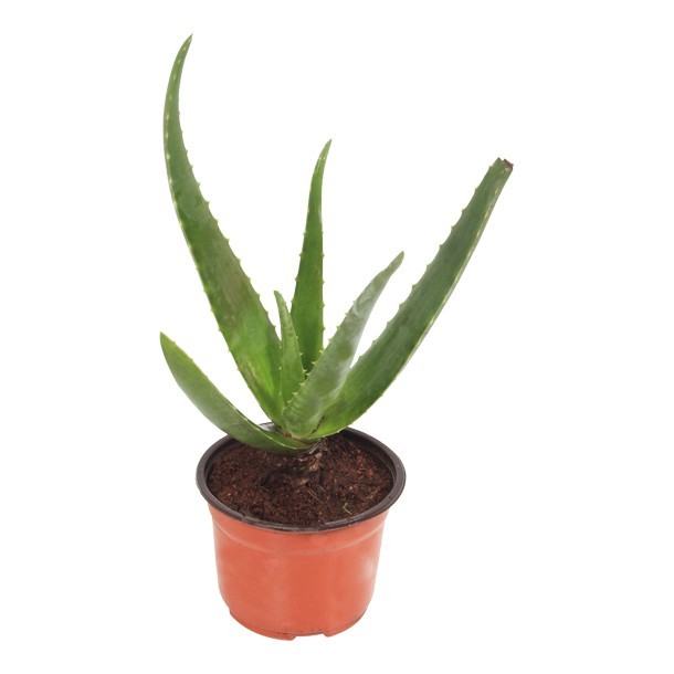 PLANTA SABILA