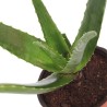 PLANTA SABILA