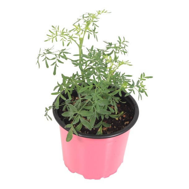 PLANTA RUDA 4"