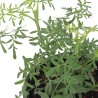 PLANTA RUDA 4"