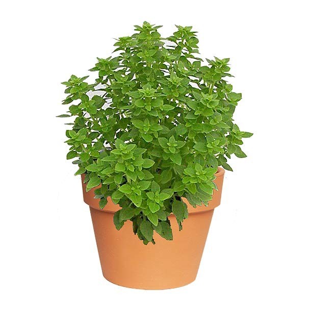 PLANTA ALBAHACA 4"