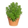 PLANTA ALBAHACA 4"